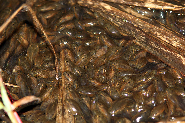 Tadpole Schooling and Parental Care in Leptodactylus insularum